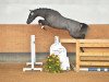 stallion Con Marino (Oldenburg show jumper, 2012, from DSP Con Spirit)