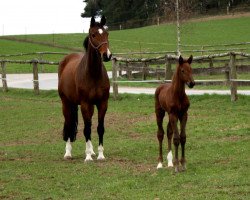 broodmare Aljana 3 (Holsteiner, 2001, from Aljano)