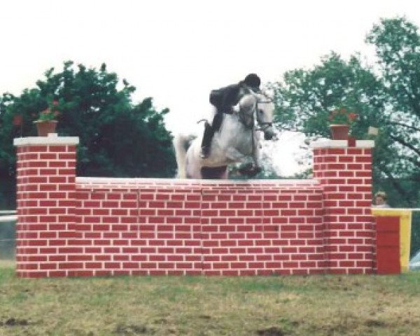 broodmare Koenigstochter (Mecklenburg, 1992, from Kobold I)