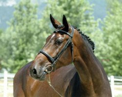 broodmare S - Calida (Holsteiner, 2002, from Calido I)