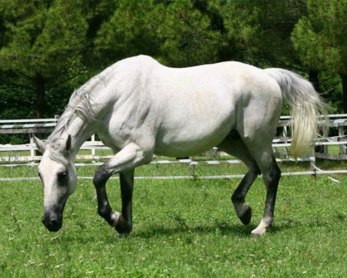 Zuchtstute O Julana-Imoo (KWPN (Niederländisches Warmblut), 1996, von Come On)