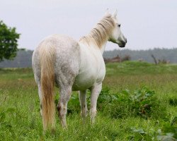 broodmare Annabell (Mecklenburg, 2008, from Adeptus)