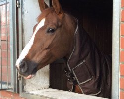 jumper Pinagiotta (German Warmblood, 2007, from Pinatubo)