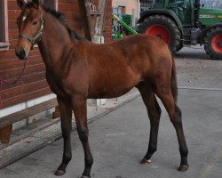 Springpferd Peragon CH (Schweizer Warmblut, 2015, von Perigueux)