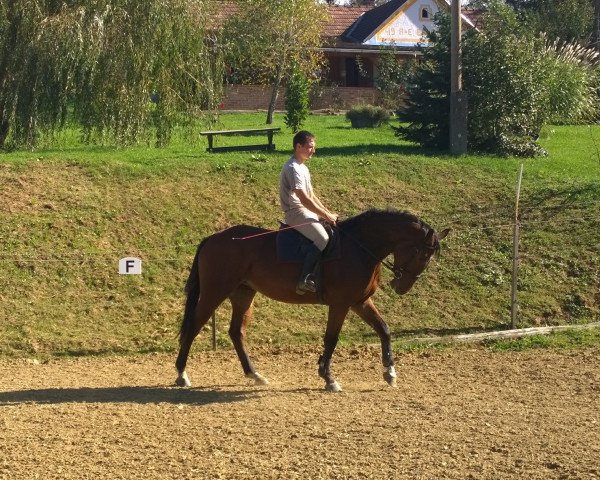 broodmare Rapunzel (Austrian Warmblood, 2011, from Lifestyle)