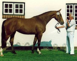 broodmare Dorett V (Holsteiner, 1989, from Lord)