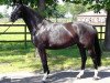 broodmare Die Sherla (Diesherla) (Hanoverian, 2002, from Depardieu 11)