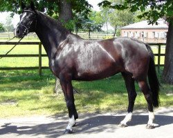 broodmare Die Sherla (Diesherla) (Hanoverian, 2002, from Depardieu 11)