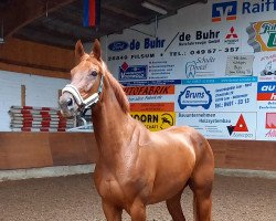 dressage horse Fit for Future (Hanoverian, 2010, from Fuechtels Floriscount OLD)