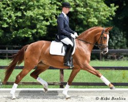 dressage horse Feuer und Flamme 3 (Hanoverian, 2011, from Feuerspiel)