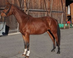 dressage horse Fürst Franz (Bavarian, 2012, from Fürst Grandios)