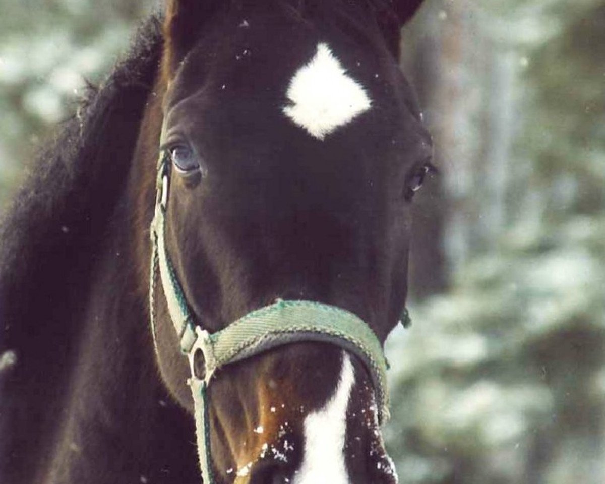 broodmare Catriona (Mecklenburg, 1999, from Capriol)