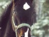 broodmare Catriona (Mecklenburg, 1999, from Capriol)