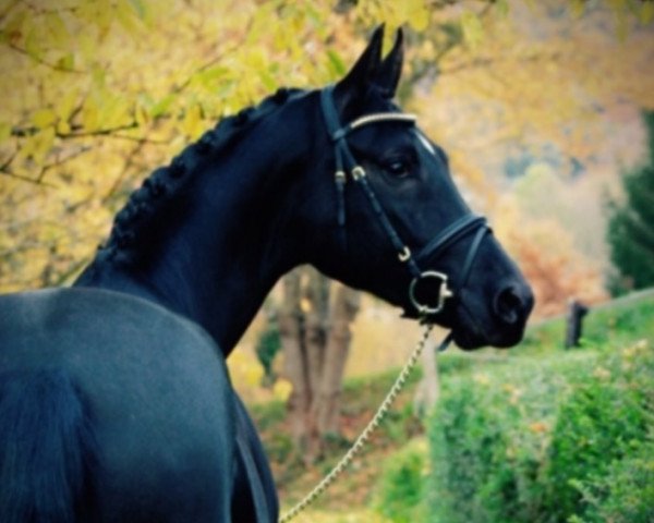 dressage horse Becks (Oldenburg, 2010, from Black Jack)