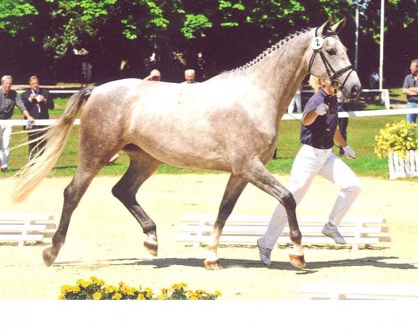 broodmare Caitlyn (Oldenburg show jumper, 2005, from Cellestial)