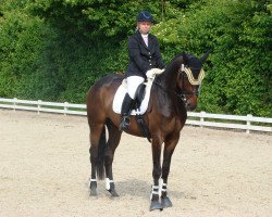 dressage horse Surprise 220 (Württemberger, 2011, from Birkhof's Sirtaki)