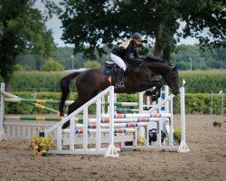 dressage horse Chery Blue (German Sport Horse, 2011, from Clever Man S)