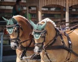 Zuchtstute Fiamma (Haflinger, 2002, von liz. 161/T Weltcup)