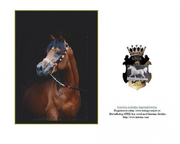 stallion Nadir ox (Arabian thoroughbred, 1965, from Arax 1952 ox)