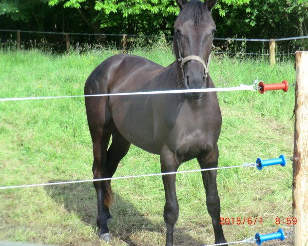 Pferd Baby sing louder (Traber, 2013, von Classic Grand Cru)