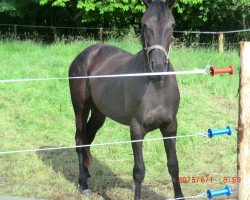 horse Baby sing louder (Traber, 2013, from Classic Grand Cru)