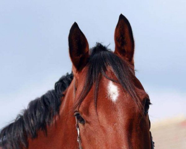 jumper Zeus (German Riding Pony, 2003, from Zaid ben Raswan ox)