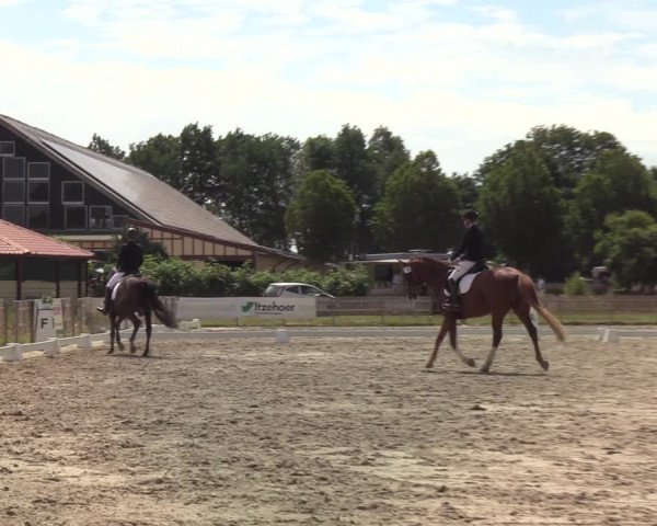 Reitturnier Schülp / Rendsburg 2020