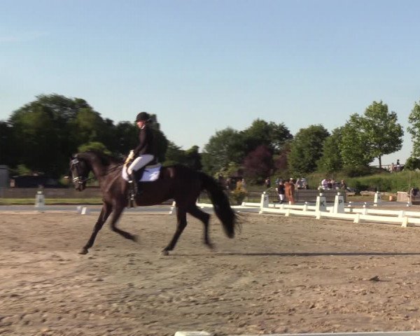 Reitturnier Schülp / Rendsburg 2020