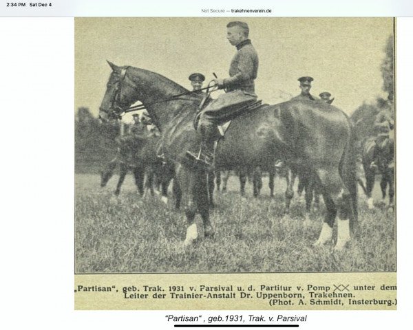 horse Partisan (Trakehner,  , from Parsival)