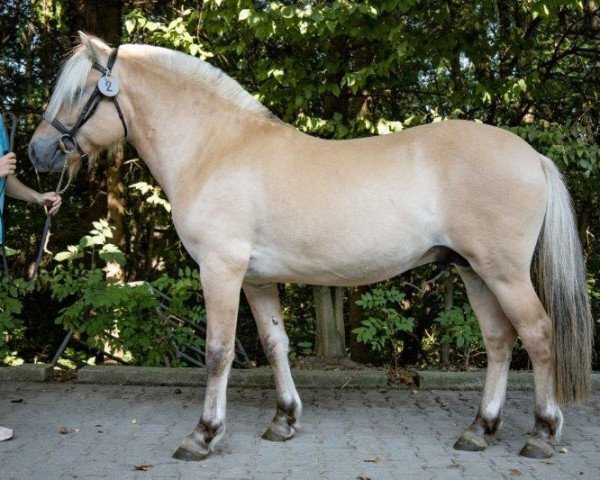 horse Jespoir de Clerm (Fjord Horse, 2019, from Fjellkaisar)