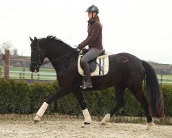 Springpferd Caprice Soleil (Westfale, 2012, von Christ)