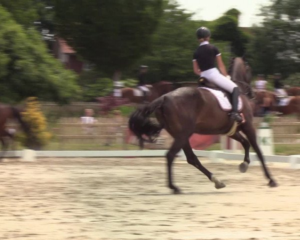 Reitturnier Schülp / Rendsburg 2020