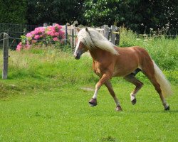 stallion Atomik (3,13% ox) (Edelbluthaflinger, 2004, from Aachen (1,57% ox))