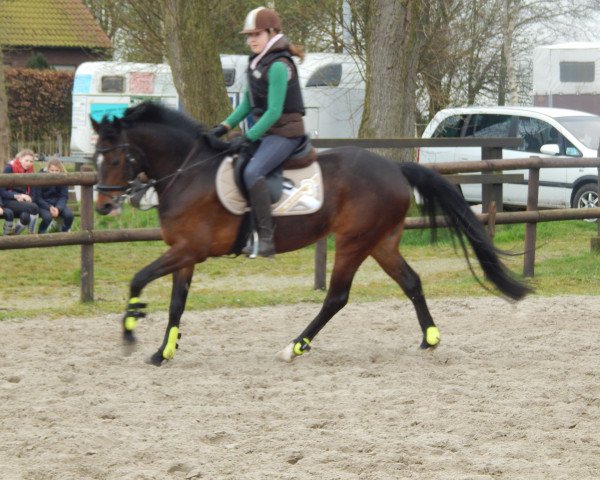 jumper Milli Vanilli 8 (German Riding Pony, 2008, from Best Gigolo)