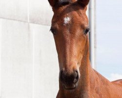 broodmare Indira de Vito (Württemberger, 2015, from Insterburg TSF)