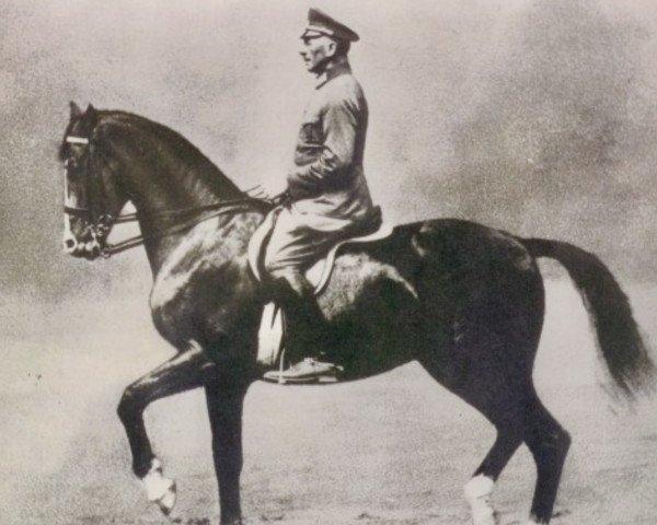 horse Absinth (Trakehner, 1926, from Carol)