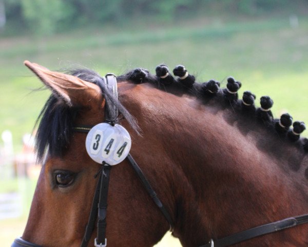 dressage horse Navacho (unknown, 2009)