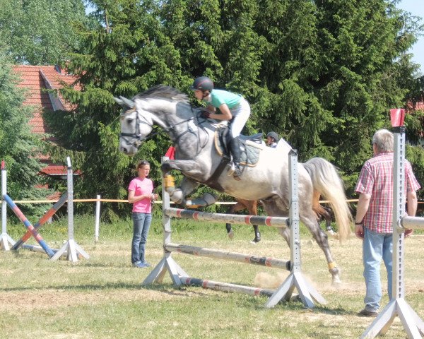 jumper Sanjo 24 (German Sport Horse, 2007, from Saccor)