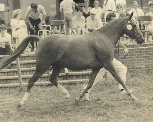 broodmare Den Dekkers Debby (New Forest Pony, 1978, from Tricorn Asterix)