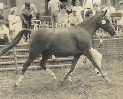 Zuchtstute Den Dekkers Debby (New-Forest-Pony, 1978, von Tricorn Asterix)