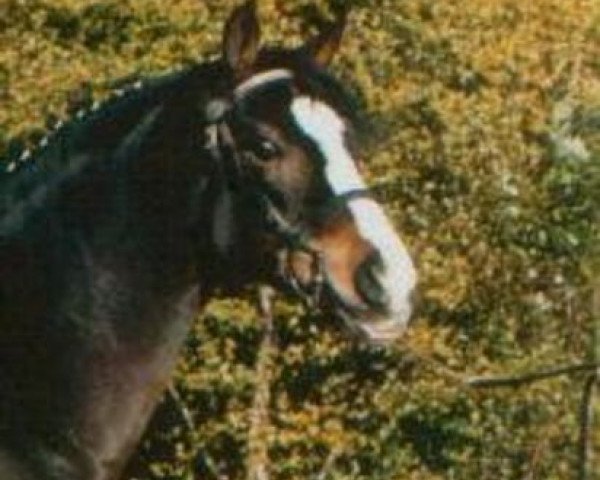 Deckhengst Heerbaan's Falco (New-Forest-Pony, 1992, von Valentino)