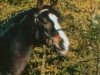 stallion Heerbaan's Falco (New Forest Pony, 1992, from Valentino)