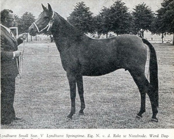 Zuchtstute Lyndhurst Small Star (New-Forest-Pony, 1964, von Lyndhurst Springtime)