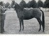 Zuchtstute Lyndhurst Small Star (New-Forest-Pony, 1964, von Lyndhurst Springtime)