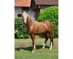 Pferd Valesko S (Deutsches Reitpony, 2011, von Valdez HS)