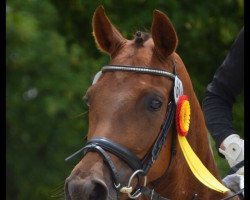 broodmare Leandra de Vito (Württemberger, 2010, from Lehmann)