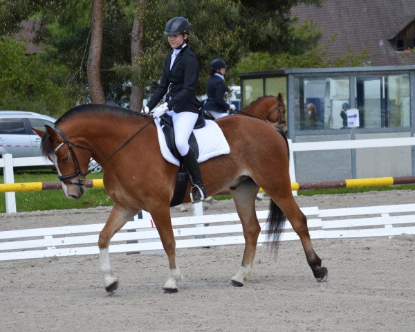 dressage horse Nelson XXII CH (Freiberger, 2010, from Lyroi)