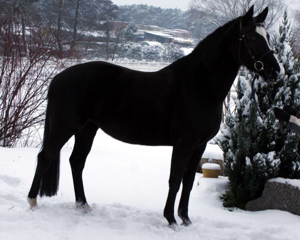 horse Marcowy Walc (polish noble half-breed, 2012, from Weltstein)