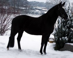 horse Marcowy Walc (polish noble half-breed, 2012, from Weltstein)