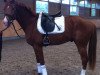 dressage horse Leandro De Vito (Württemberger, 2009, from Lehmann)